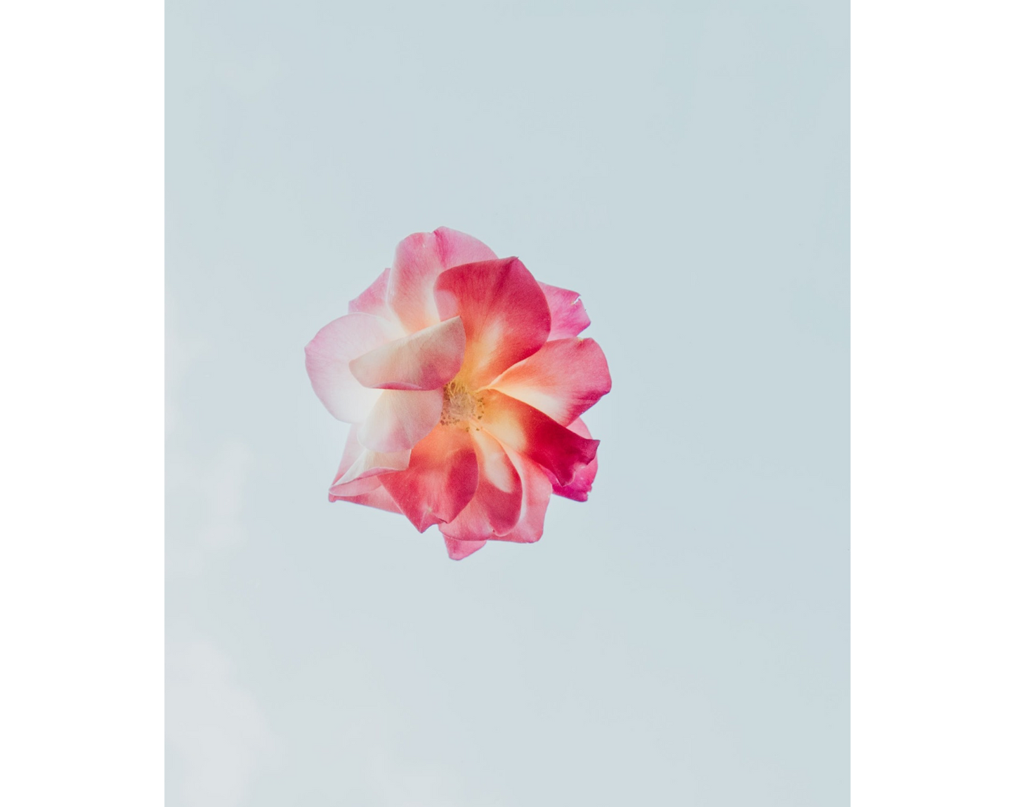 Blue & Pink Rose Blooming Weekly Planner
