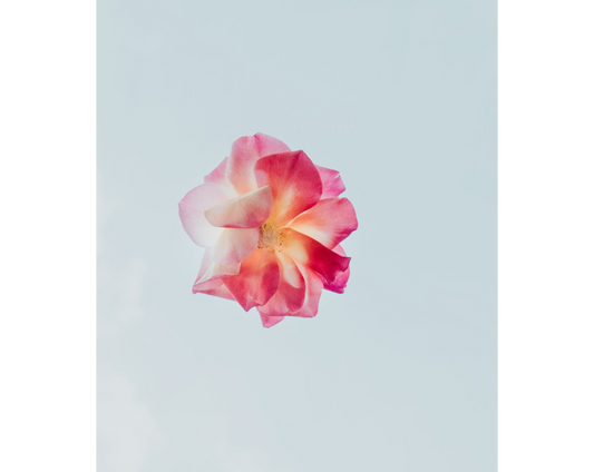 Blue & Pink Rose Blooming Weekly Planner